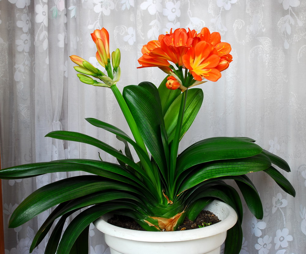 重(zhong)慶植物(wù)租賃