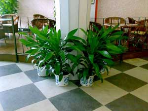 重(zhong)慶某茶餐廳植物(wù)租擺案例